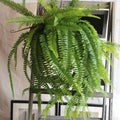 Boston Fern Plant 70cm/27.56"Artificial Simulation Persian Leaves Hanging Basket Greenery,Indoor/Outdoor Hanging Plant