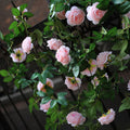 2 Strands Artificial Rose Vine 200cm/78.74" Simulation Cane Rose Peony Garland Outdoor Decor Wedding Road Floral Plant For Photography Decor